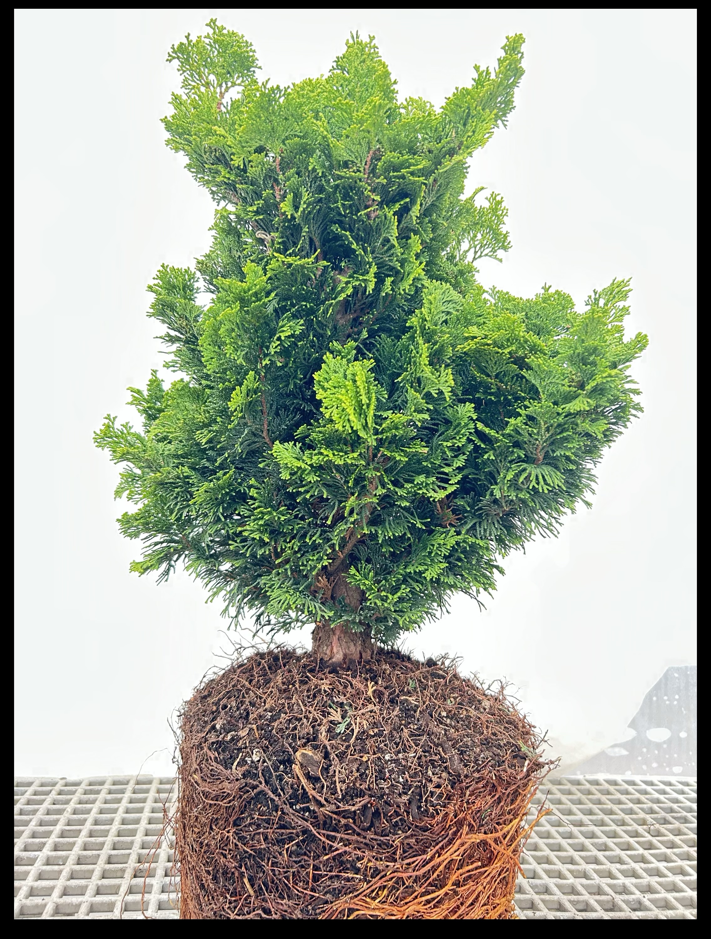 Hinoki Cypress